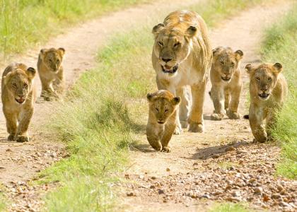 På familievenlig safari i Tanzania