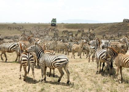 På safari i Tanzania kommer du helt tæt på dyrene