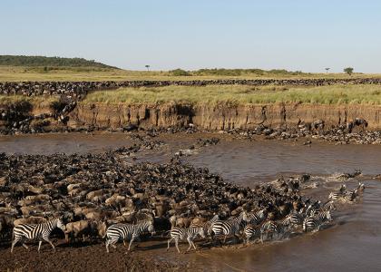Den store migration krydser floden i Serengeti