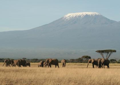 Elefanter foran Kilimanjaro