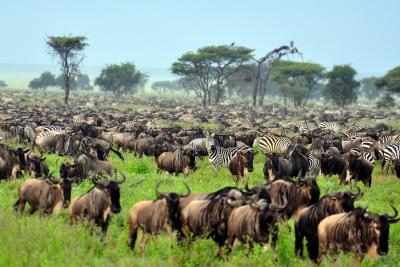 Gnuernes store migration i Serengeti