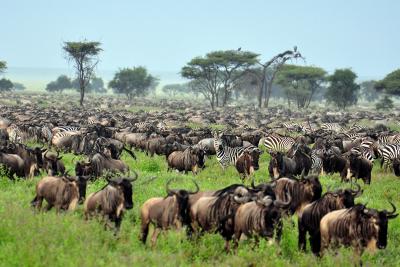 Gnuernes store migration i Serengeti