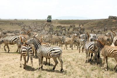 På safari i Tanzania kommer du helt tæt på dyrene