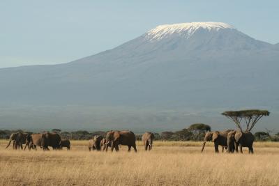 Elefanter foran Kilimanjaro