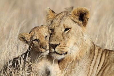 På safari i Tanzania kommer man meget tæt på de vilde dyr