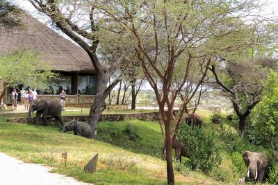 Elefanter besøger lodgen i Tarangire